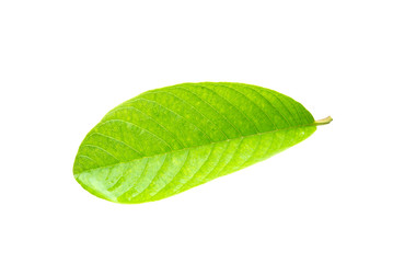 Fresh guava leaf with water drops isolated on white background. Clipping path.