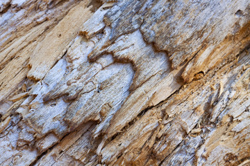 TEXTURA MADERA ÁRBOL 5