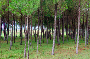 Obraz premium Bosque de caballos