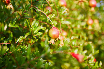 small pomegranate hanging on the branch
