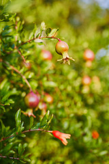 small pomegranate hanging on the branch