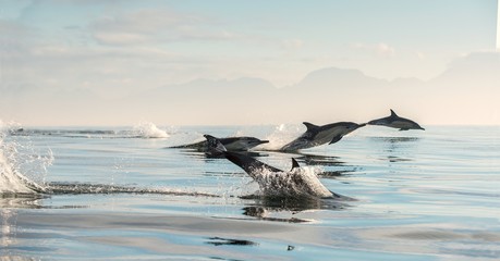Dauphins dans l& 39 océan. Les dauphins nagent et sautent hors de l& 39 eau. Le dauphin commun à long bec. Nom scientifique : Delphinus capensis. Fausse Baie. Afrique du Sud.