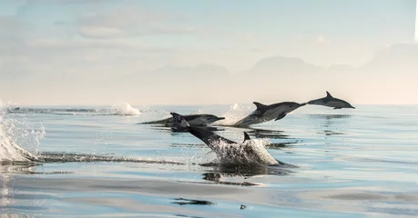 Poster de jardin Dauphin Dauphins dans l& 39 océan. Les dauphins nagent et sautent hors de l& 39 eau. Le dauphin commun à long bec. Nom scientifique : Delphinus capensis. Fausse Baie. Afrique du Sud.