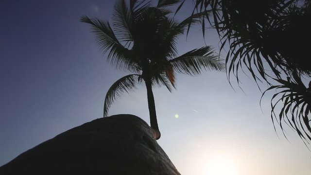 Beach coconut trees in the sunset time with blue sky at Bali