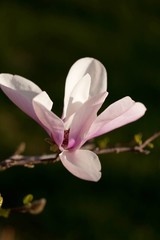 Close-up Of Cherry Blossom