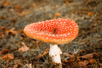 Mushroom in the forest