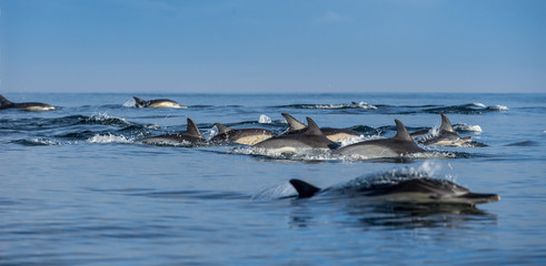 Dolphins in the ocean. Dolphins swim and jumping out of water. The Long-beaked common dolphin....