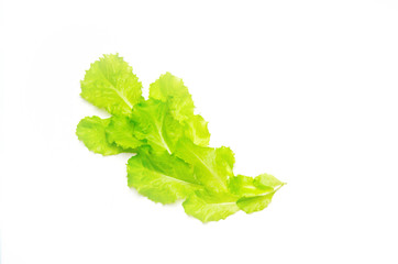lettuce spread out in a semicircle on a white background 
