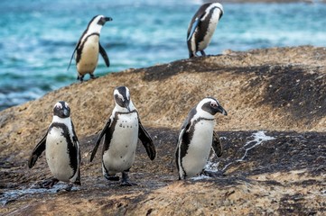 African penguins on the boulder in evening twilight. African penguin,Scientific name: Spheniscus demersus, also known as the jackass penguin and black-footed penguin. Boulders colony. South Africa.