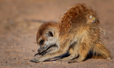 Suricates in the kalahari, Kgalagadi