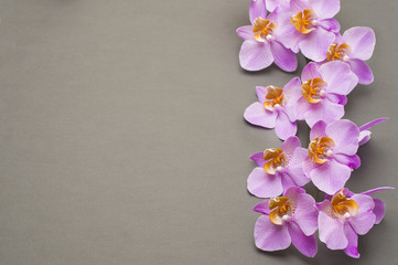 Fototapeta na wymiar romantic branch of pink orchid on gray background.
