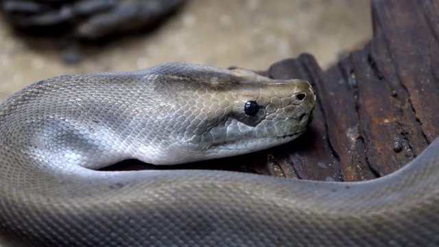 Cobra snack. close up.