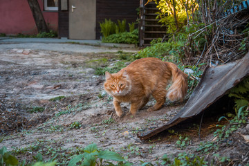 Street red cat, in the yard. Summer day