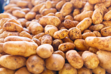 many potatoes background. potatoes pattern