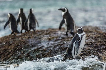 Fototapeta premium African penguins on the boulder in evening twilight. African penguin,Scientific name: Spheniscus demersus, also known as the jackass penguin and black-footed penguin. Boulders colony. South Africa.