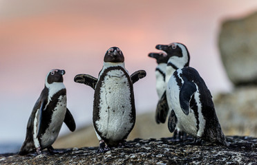 Obraz premium African penguins on the boulder at sunset. African penguin,Scientific name: Spheniscus demersus, also known as the jackass penguin and black-footed penguin. Boulders colony. South Africa.