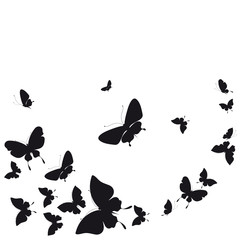 black butterfly, isolated on a white