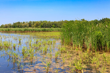 View of lake overgrown with bulrushes on summer