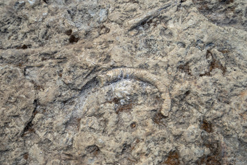 Closeup of ammonite prehistoric fossil on the surface of the stone, Archeology and paleontology © Alex V