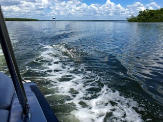 Springender Delfin im Golf von Mexiko bei türkisem Wasser (Serienfotos für Postkarten) © Felix