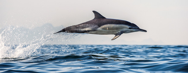Dauphin dans l& 39 océan. Les dauphins nagent et sautent hors de l& 39 eau. Le dauphin commun à long bec. Nom scientifique : Delphinus capensis. Fausse Baie. Afrique du Sud.