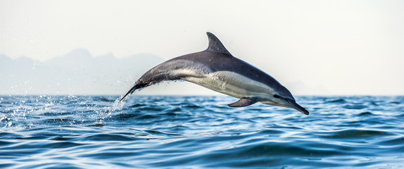 Obraz premium Dolphin in the ocean. Dolphins swim and jumping out of water. The Long-beaked common dolphin. Scientific name: Delphinus capensis. False Bay. South Africa.