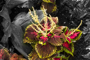 flower with red leaves in yellow veinlet, colious