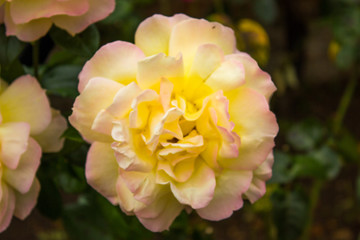 Opened buds of beige roses
