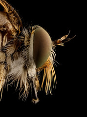 Naklejka na ściany i meble extreme macro image of insect