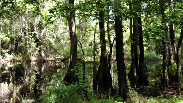 Drone footage of a spooky swamp