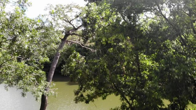 Drone footage ascending to the tree top next to the San Jacinto River near Houston, Texas