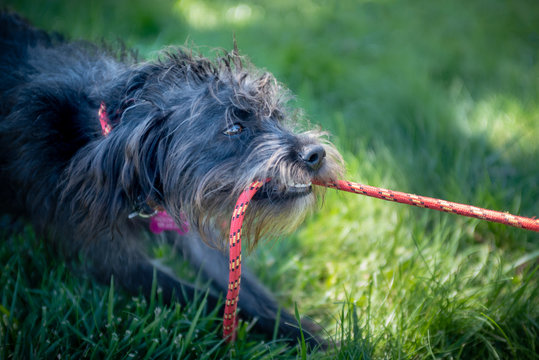 Terrier Dog Pulling On Her Leash.