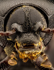 extreme macro image of insect