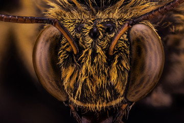 extreme macro image of carpenter bee