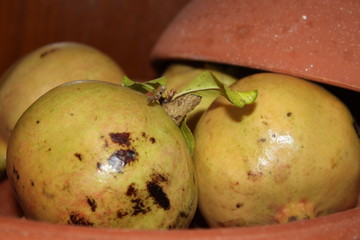 pomegranate