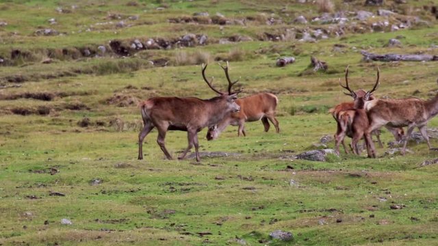 Red deer stag, Cervus elaphus, during rutting season with his harem within the cairngorms NP, scotland. 