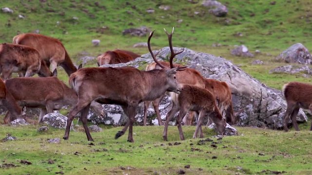 Red deer stag, Cervus elaphus, during rutting season with his harem within the cairngorms NP, scotland. 