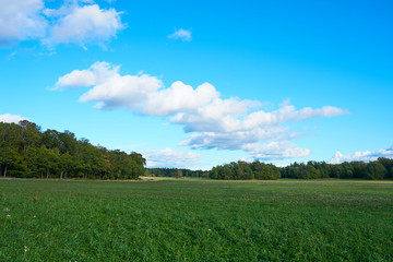  A green field under a blue sky with clouds. Natural background. 