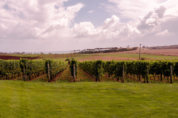 A Tasmanian Vineyard