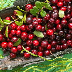 Berry cranberries bright red juicy fresh