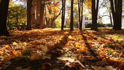 scene of the autum fall foliage orange yellow & red leaves between the shadow of the trees in small town in New England