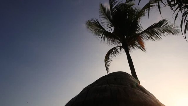 Beach coconut trees in the sunset time with blue sky at Bali