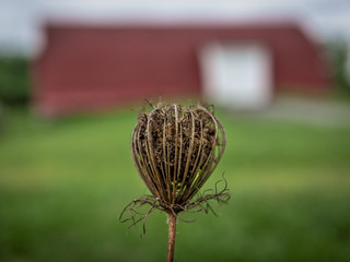Queen Anne's Lace dried seed pods with red barn background