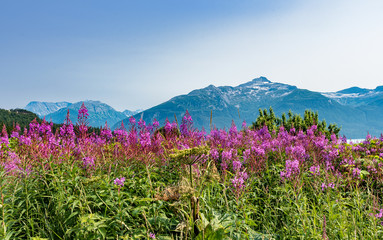 Obraz premium Alaska Wildflowers