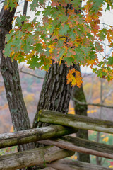 Oak tree changing colors on rainy autumn day