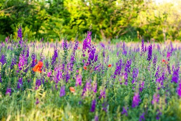 Lavender and poppy flowers growing in a field