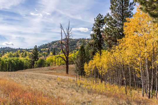 Grassland and Forest in Autumn