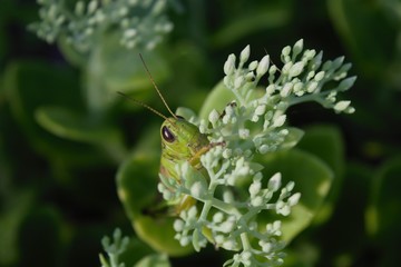 Grasshopper close up