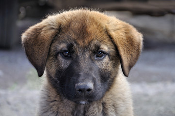 Caucasian shepherd puppy 
