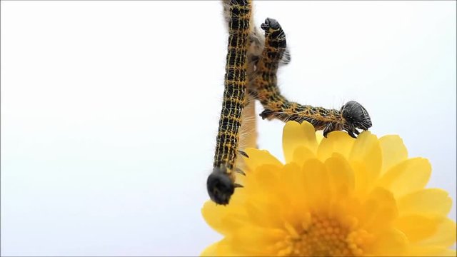 caterpillar macro, Phalera bucephala, Raupe Mondvogel
